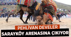 Pehlivan develer Sarayköy Arenasına Çıkıyor