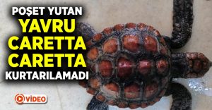 Naylon poşet yutan yavru caretta caretta kurtarılamadı