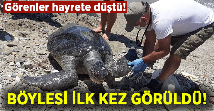 Son dönemlerde caretta carettaların