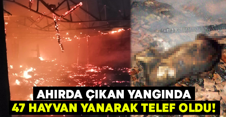 Kütahya'nın Tavşanlı ilçesinde bir