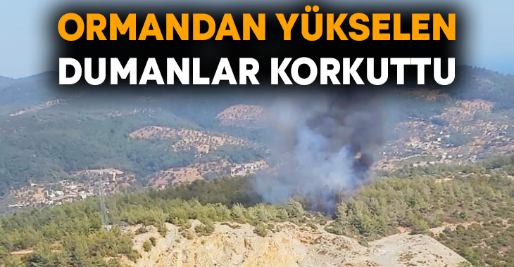 Muğla'nın Bodrum ilçesinde çıkan