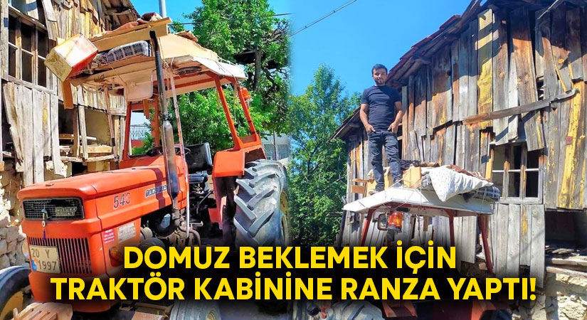 Denizli’nin Acıpayam ilçesinde domuzların