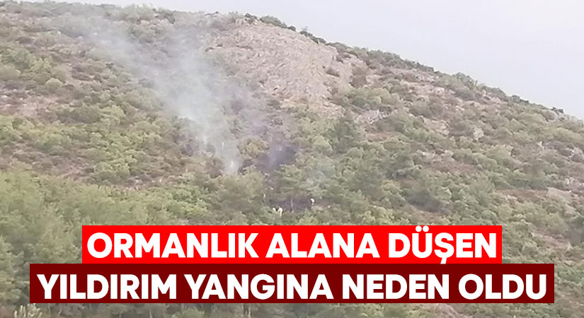 Manisa'nın Soma ilçesinde ormanlık