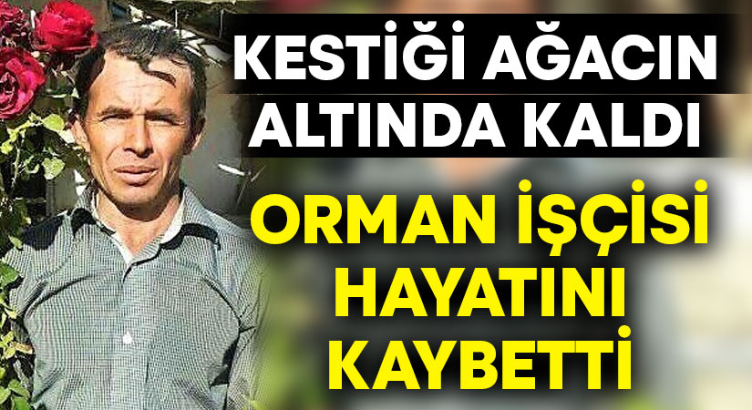 Denizli’den ağaç kesimi işi