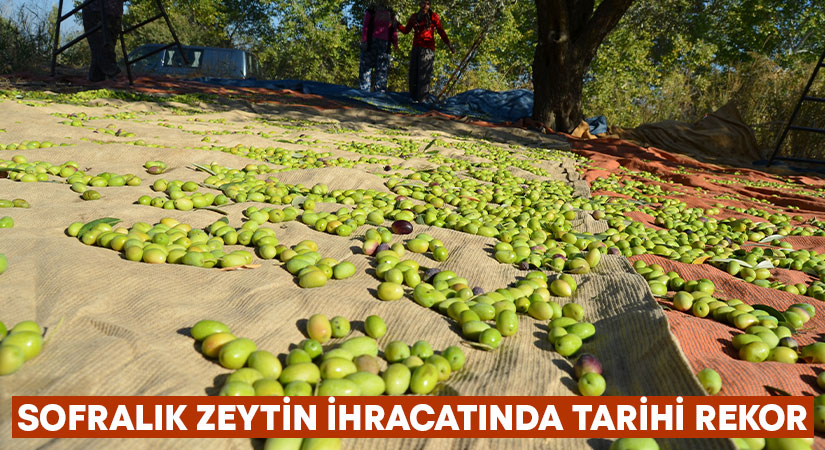 Türkiye, sofralık zeytin ihracatında