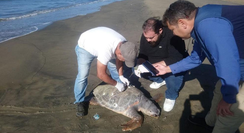 Deniz kaplumbağalarının önemli yumurtlama