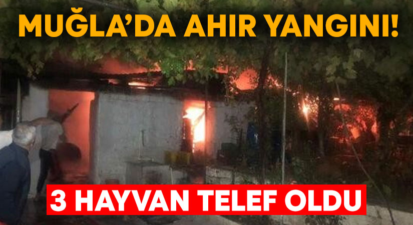 Muğla'nın Menteşe ilçesinde ahırda,