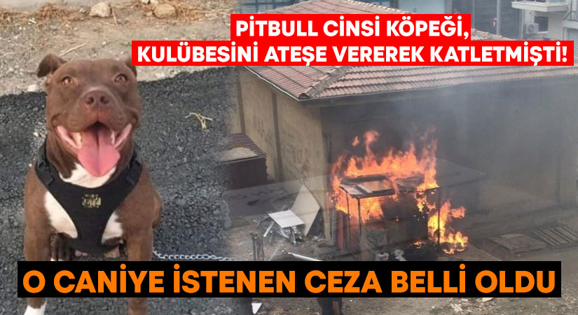 İzmir’de pitbull cinsi köpeğin,