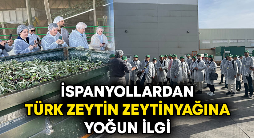 Türkiye’de tüm zeytin ve