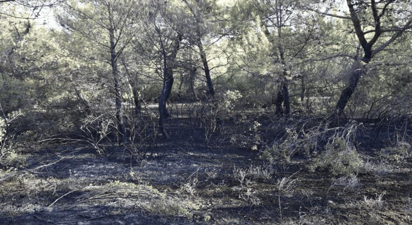 Manisa'nın Akhisar ilçesi Seğirdim