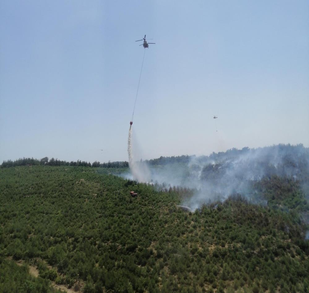 İzmir'in Buca ilçesinde ormanlık