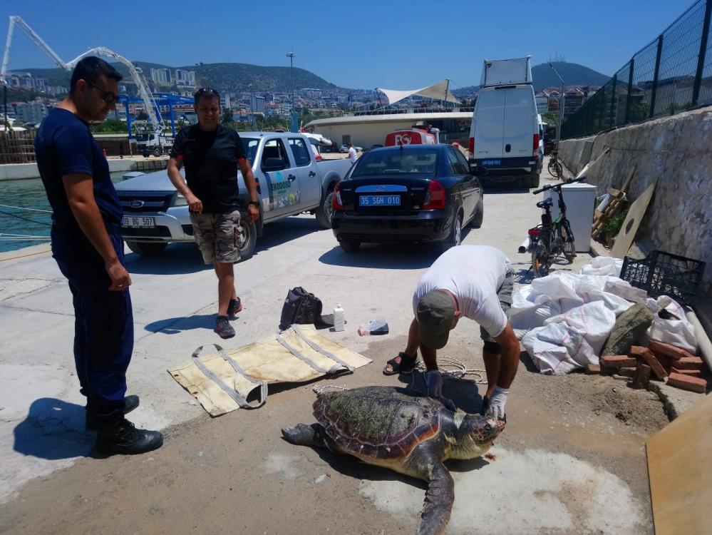 Aydın’ın Kuşadası ilçesinde caretta