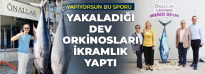 YAKALADIĞI DEV ORKİNOSLARI İKRAMLIK YAPTI