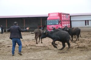 ÇİVRİL’DE BÜYÜK UMUTLARLA KURULAN ÇİFTLİKTEKİ MANDALAR SATILDI