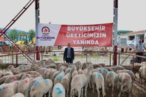 BÜYÜKŞEHİRİN DAMIZLIK KOÇ VE TEKE DAĞITIMI BAŞLADI