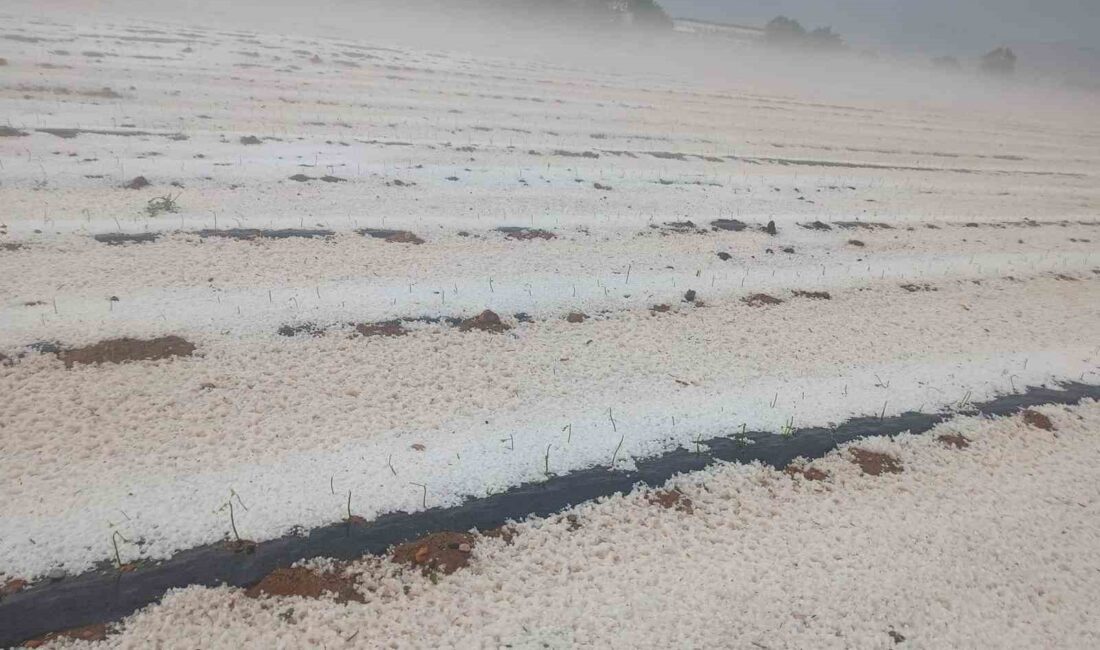 Dolu yağışı ekili arazileri beyaz örtüyle kapladı