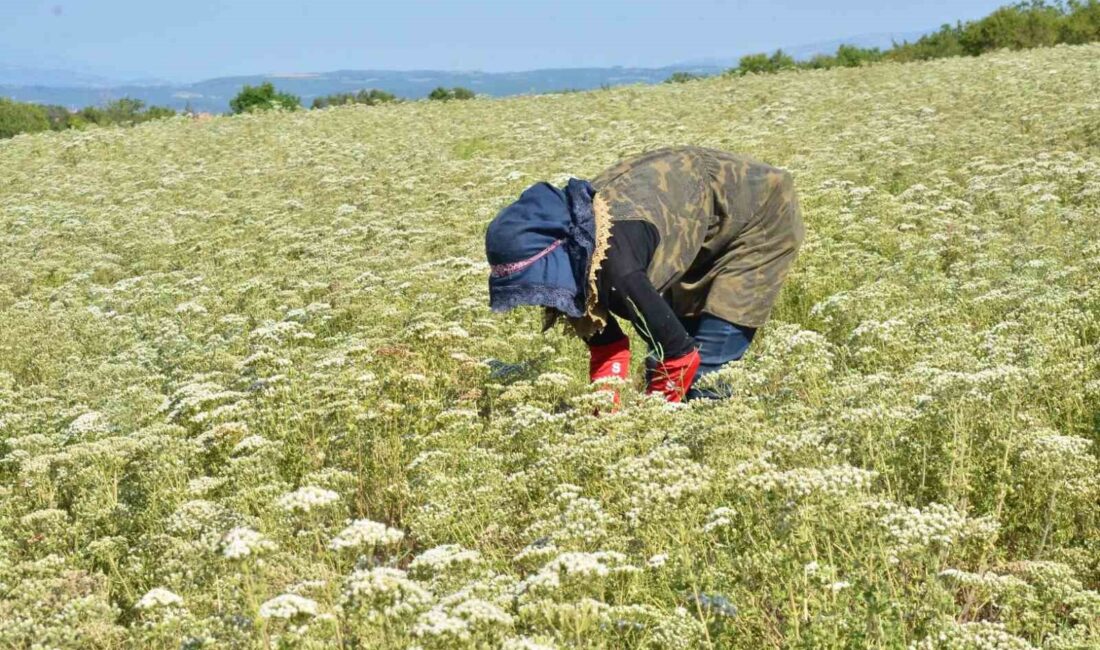 TÜRKİYE’DE KEKİĞİN YAKLAŞIK YÜZDE