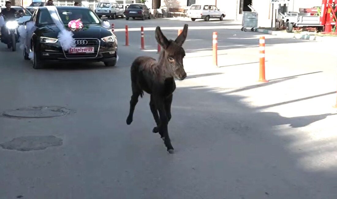 KÜTAHYA'DA DÜĞÜN KONVOYUNA KATILAN