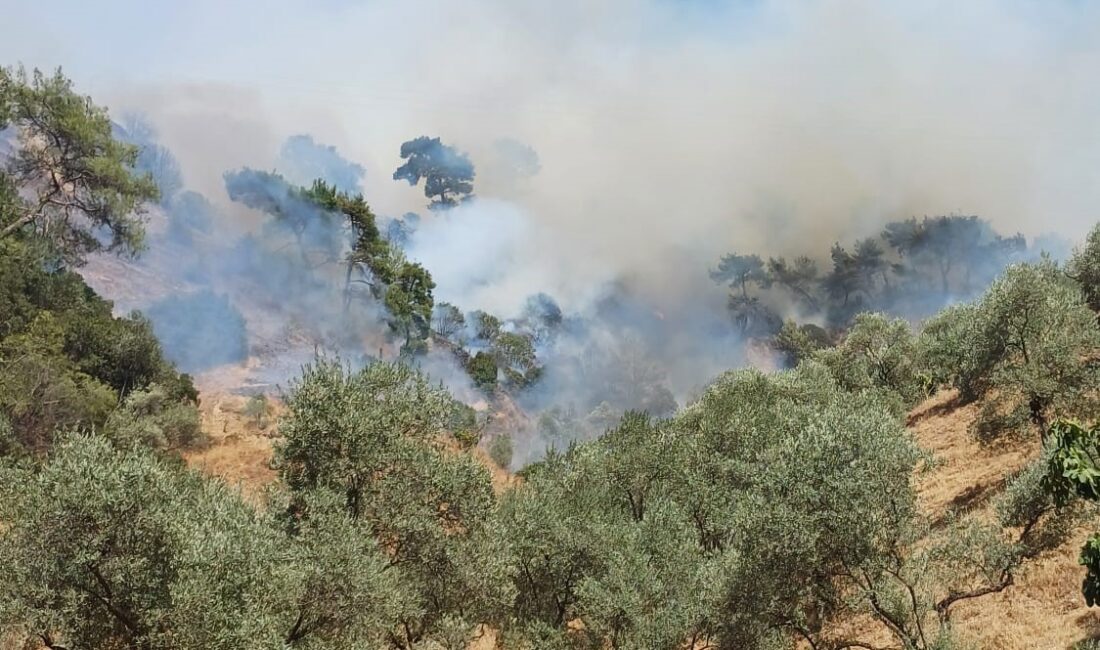 Aydın'ın Efeler ilçesinde ormanlık