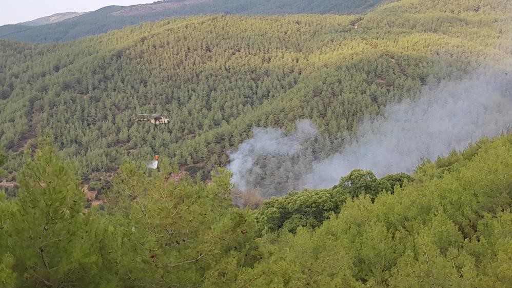 Aydın’ın Çine ilçesinde ormanlık