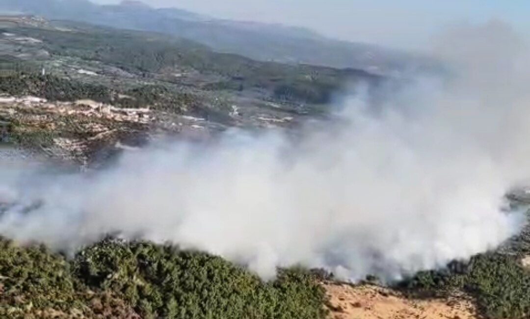 Manisa'nın Kırkağaç ilçesinde ormanlık