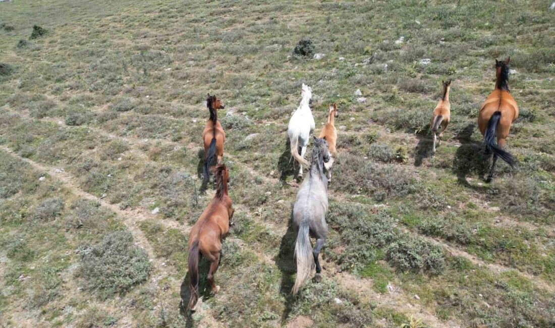 Ürkeklikleri ile bilinen yılkı