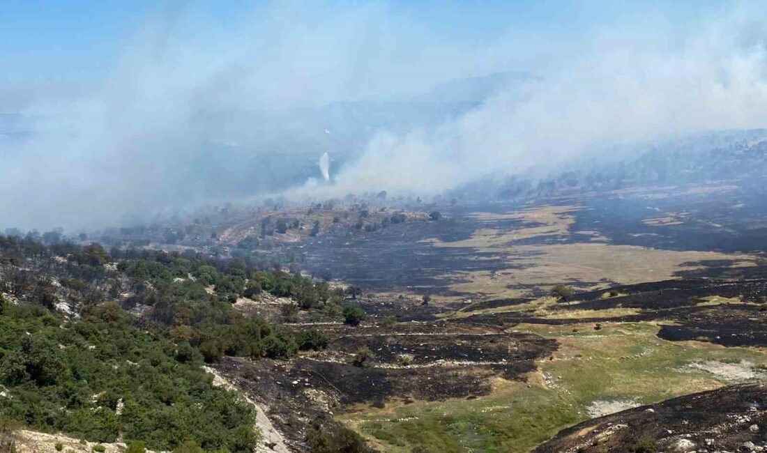 Manisa'nın Soma ilçesindeki ormanlık