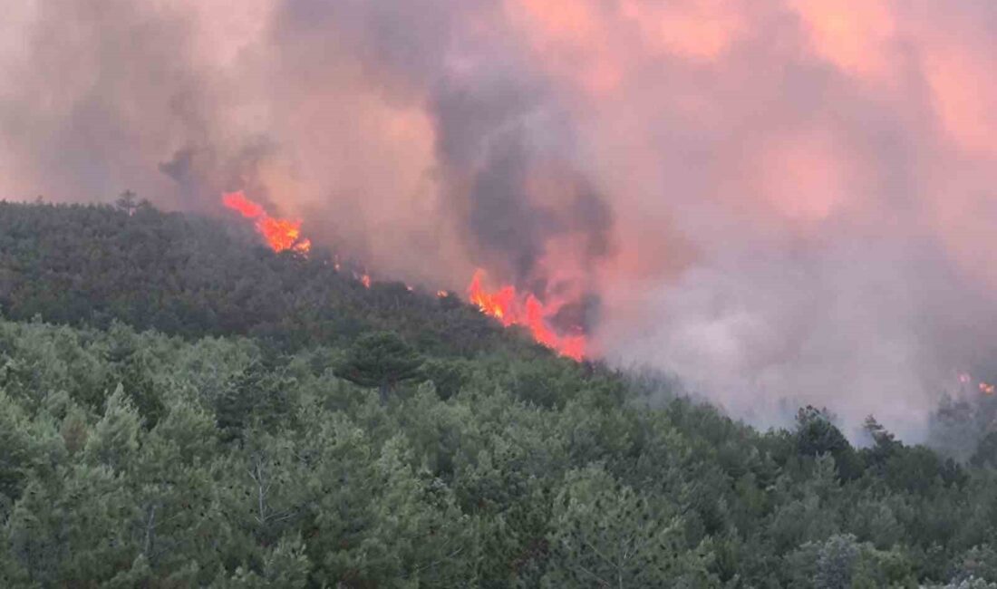 UŞAK’TA ORMANLIK ALANDA BAŞLAYAN