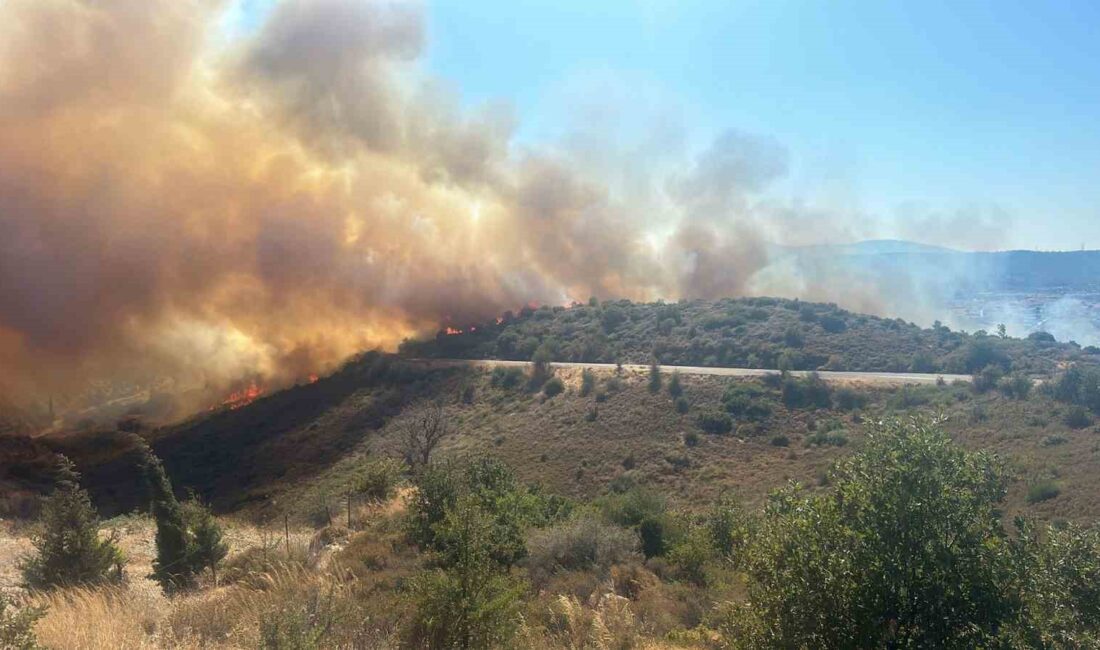 İzmir'in Urla ilçesinde ormanlık