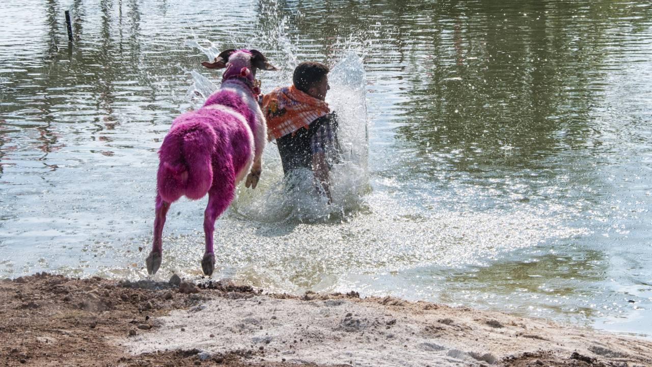 Çal’ın 851 Yıllık Sudan Koyun Geçirme Ve Çoban Bayramı Bugün Etkinliklerine Başlıyor