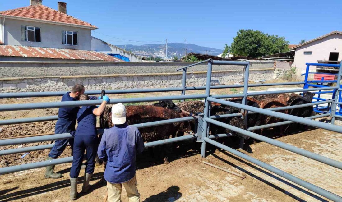 KÜTAHYA'YA URUGUAY VE BREZİLYA’DAN