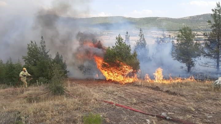 Denizli’nin Bekilli ilçesinde makilik