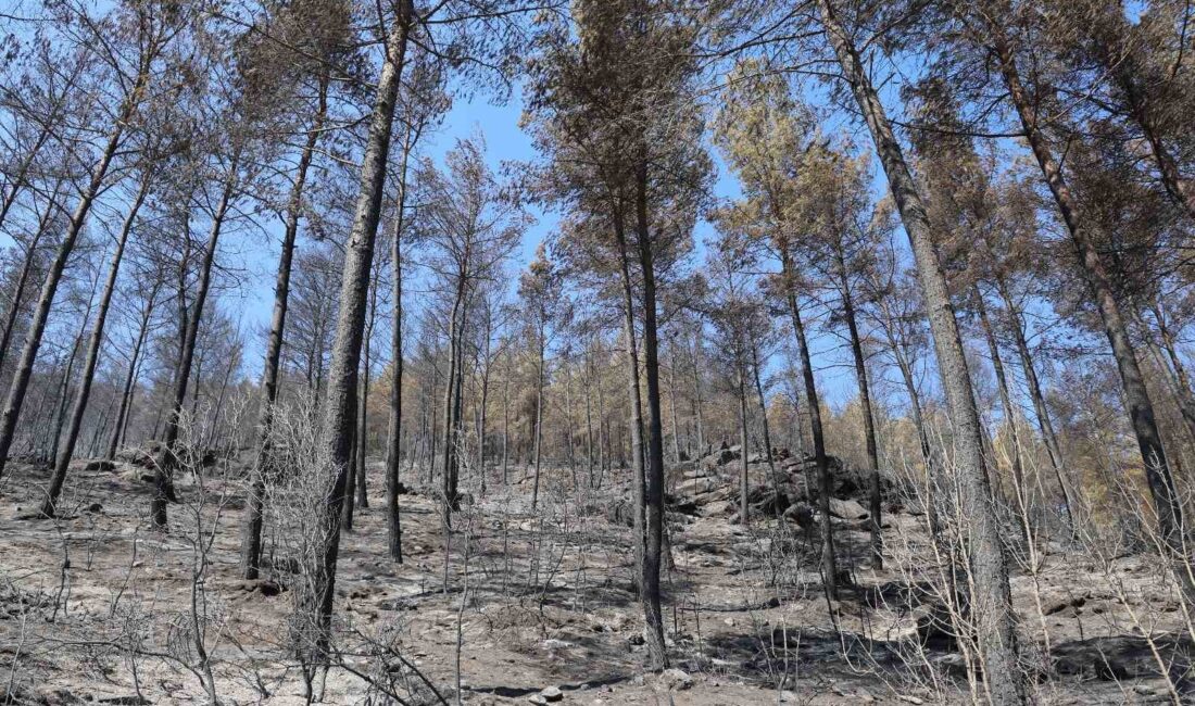 Muğla'nın Yatağan ilçesinde çıkan