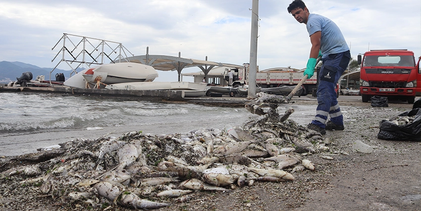 İzmir Körfezi'nde kirlilik sebebiyle