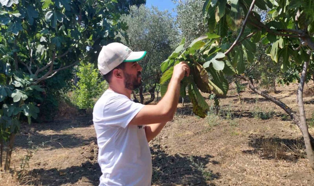 AYDIN'IN KOÇARLI İLÇESİNDEKİ İNCİR