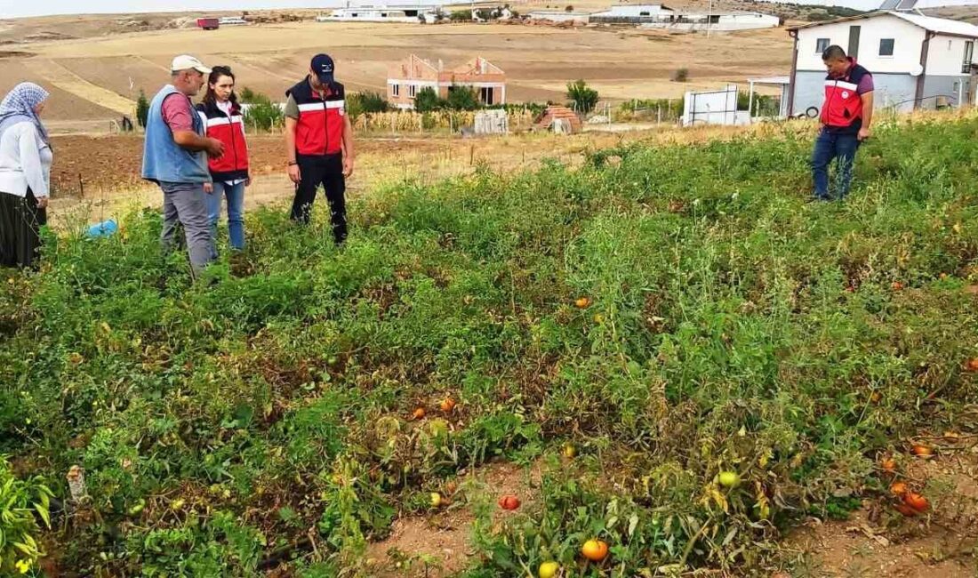 KÜTAHYA’DA TAKE PROJELERİNDEN DOMATES