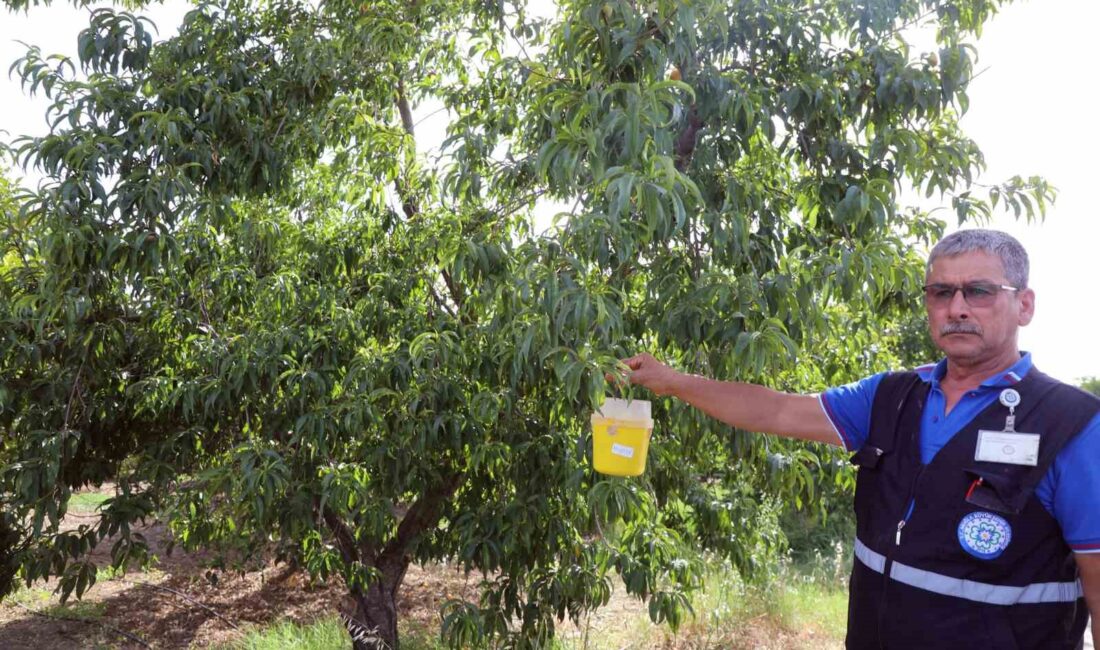 NARENCİYE ÜRETİCİSİNİN KÂBUSU AKDENİZ