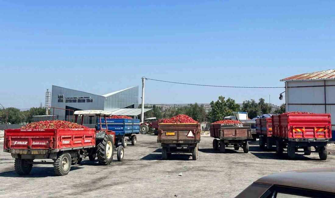 İzmir’in Kınık ilçesinde hasat