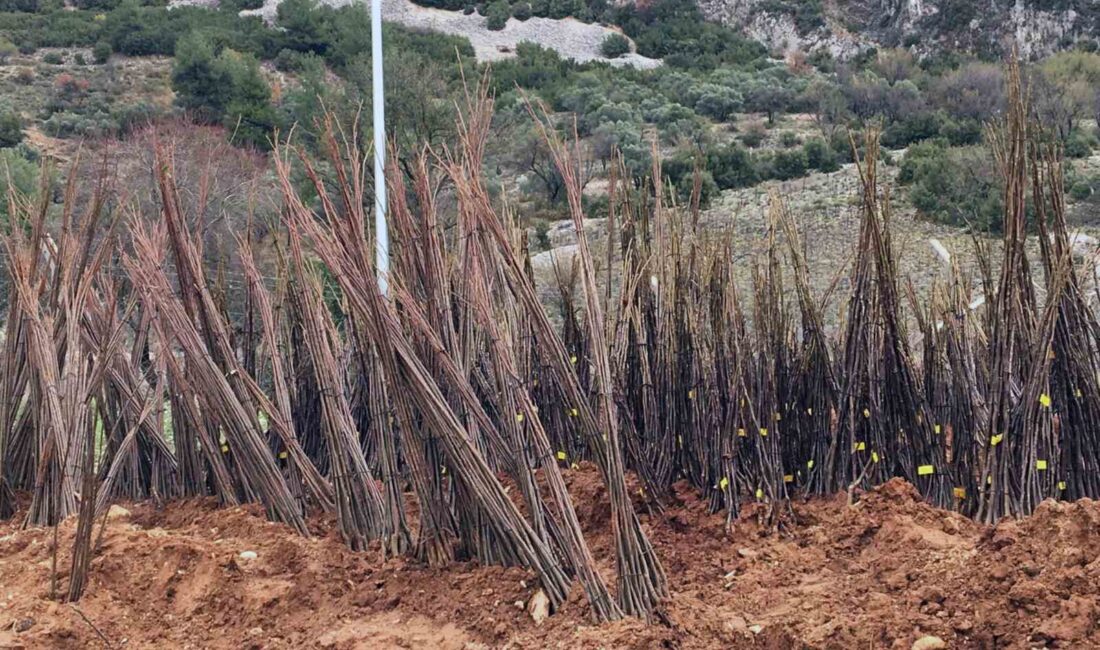 Muğla Büyükşehir Belediyesi orman