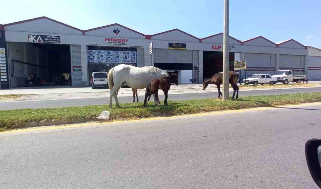 AYDIN’IN EFELER İLÇESİNDE KARAYOLLARINDA