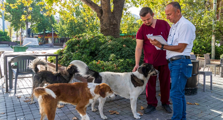 İzmir Büyükşehir Belediyesi, Sahipsiz