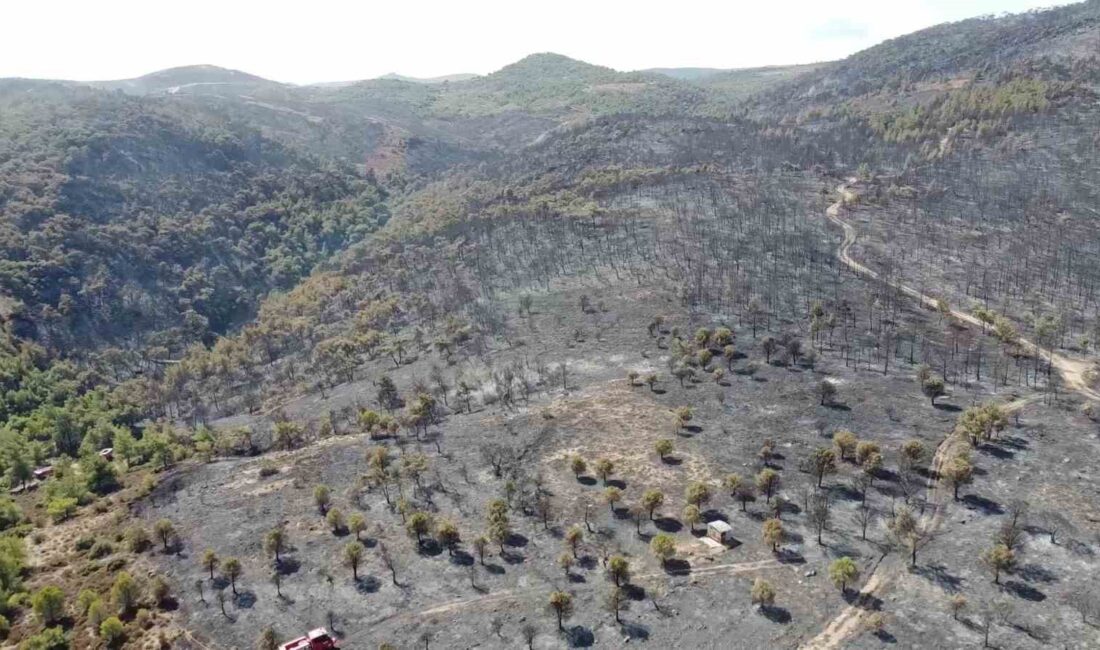 İZMİR'İN FOÇA İLÇESİNDE ÇÖPLÜKTE