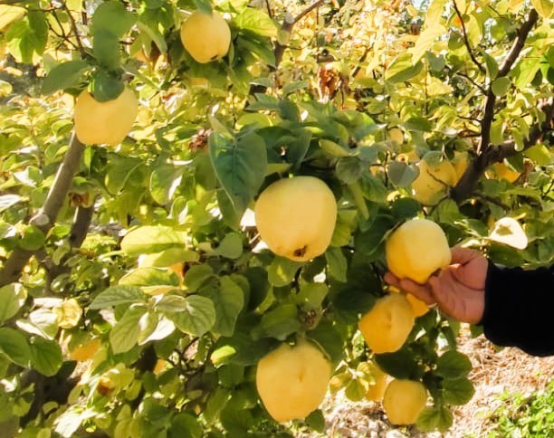 DENİZLİ’DEN İÇ PAZARIN YANI