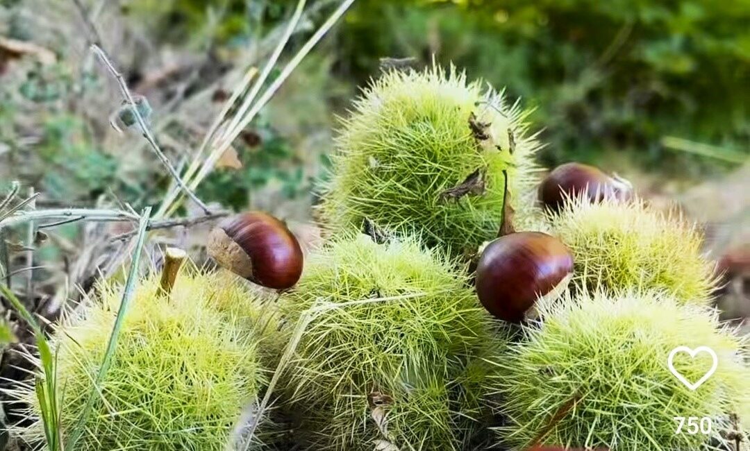 SİMAV’IN KARA ELMASI KESTANE