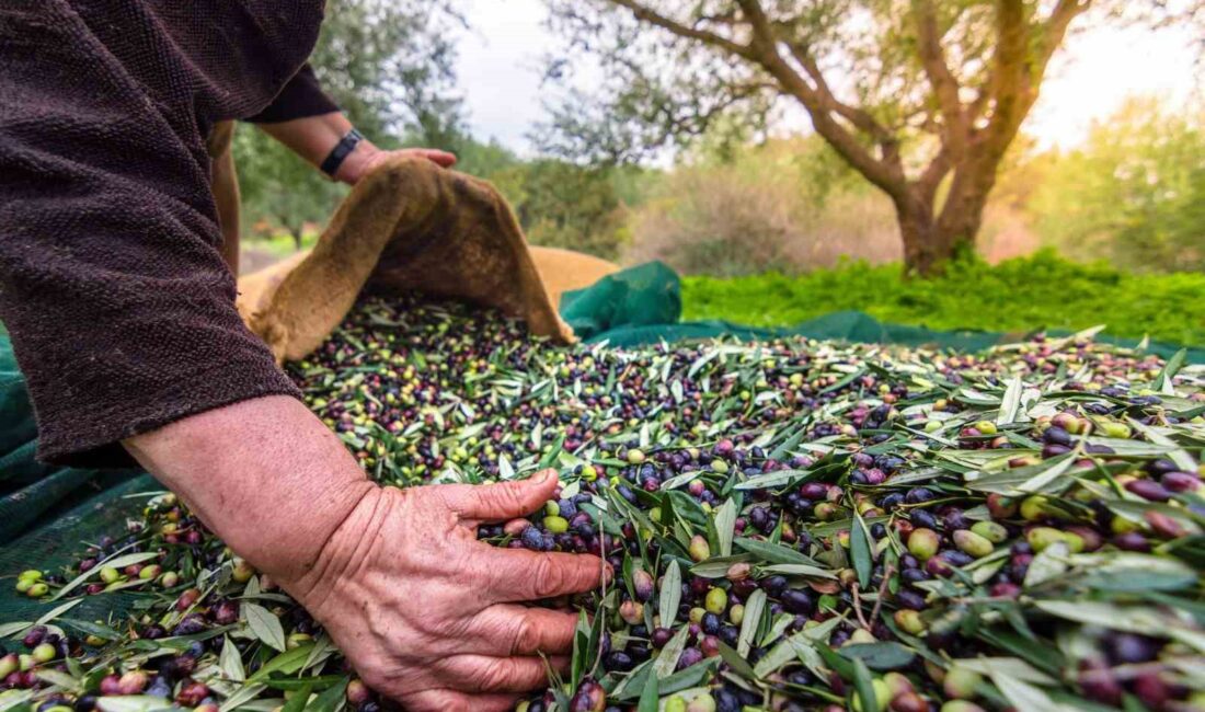 TÜRKİYE'NİN SOFRALIK ZEYTİN İHRACATI