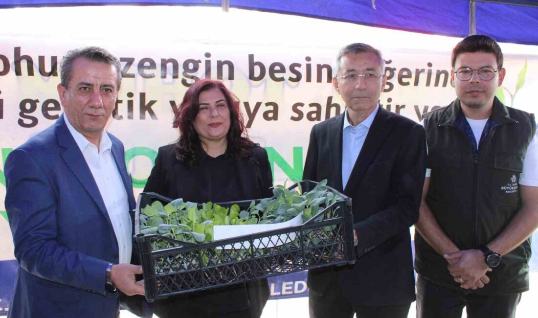 GEÇEN YIL BAŞLATILAN ZEYTİNYAĞI