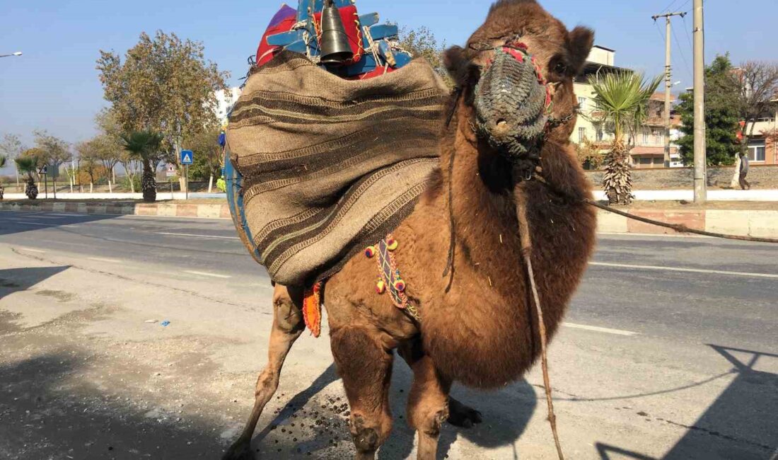 Güreşler için her gün 10 kilometre yürütülüyor