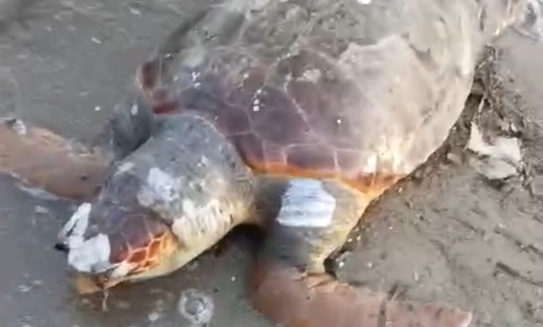 ÖLÜ CARETTE CARETTA URLA'DA