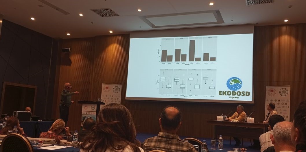 İSTANBUL'DA GERÇEKLEŞTİRİLEN DENİZ KAPLUMBAĞALARI