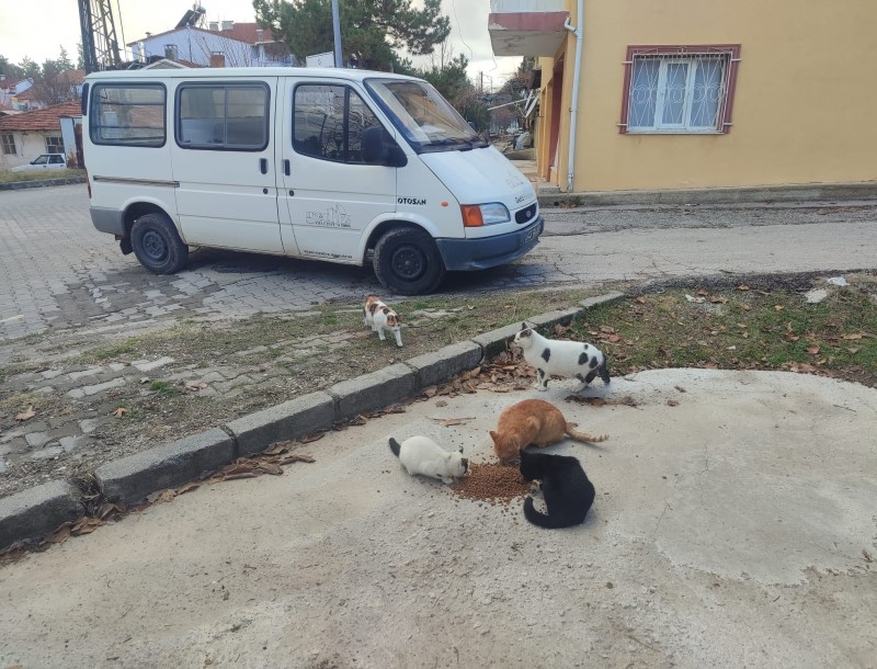 GEDİZ'DE SOKAK HAYVANLARINA MAMA